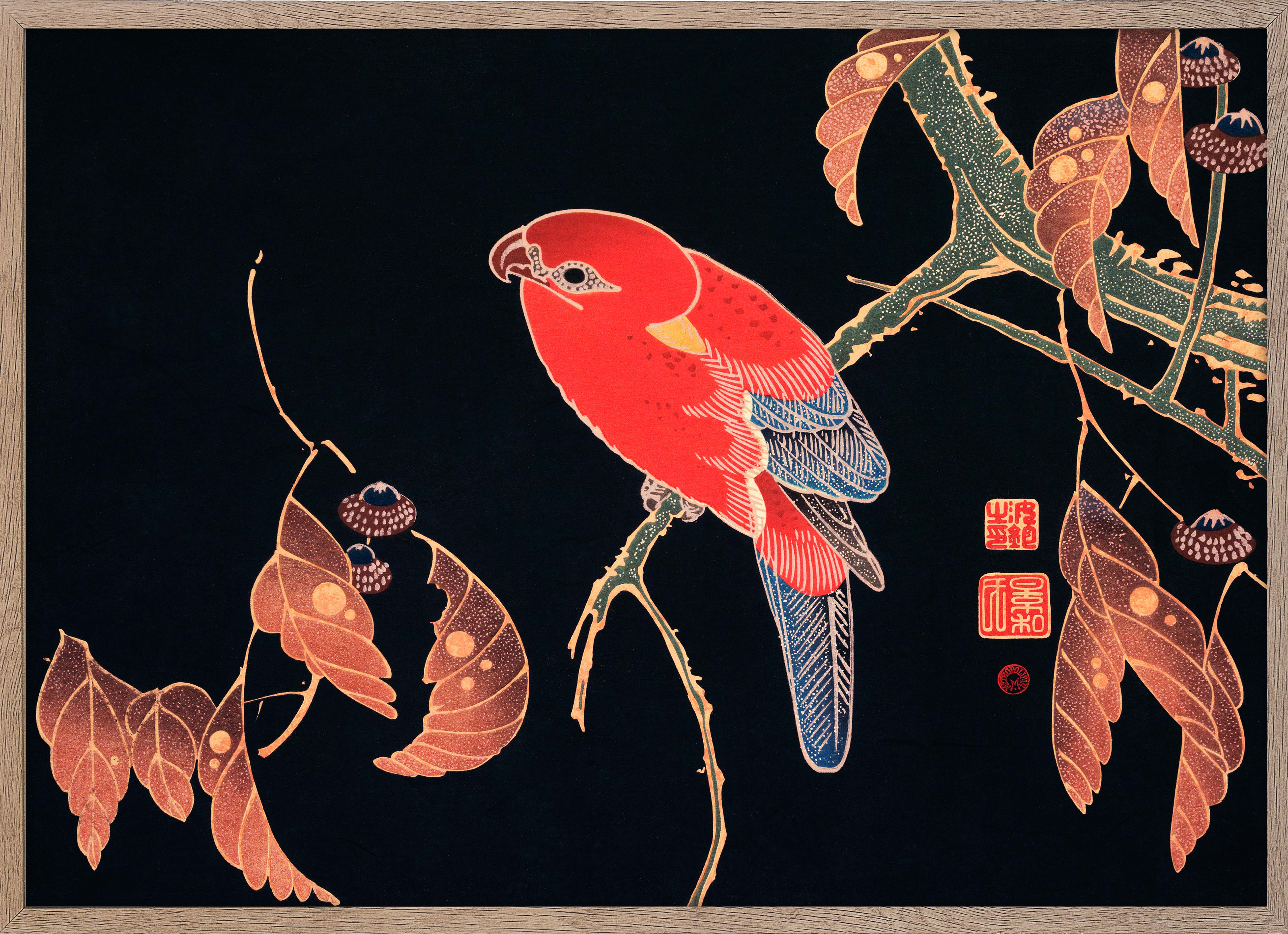 Red Parrot