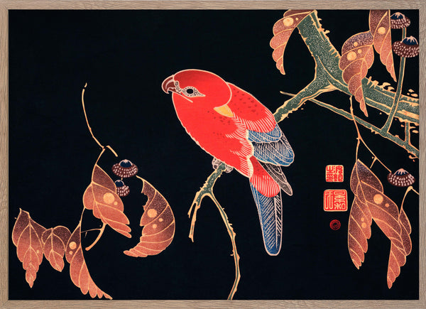 Red Parrot