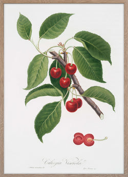 Sour Cherry (Cerasus cordiformis duracina)