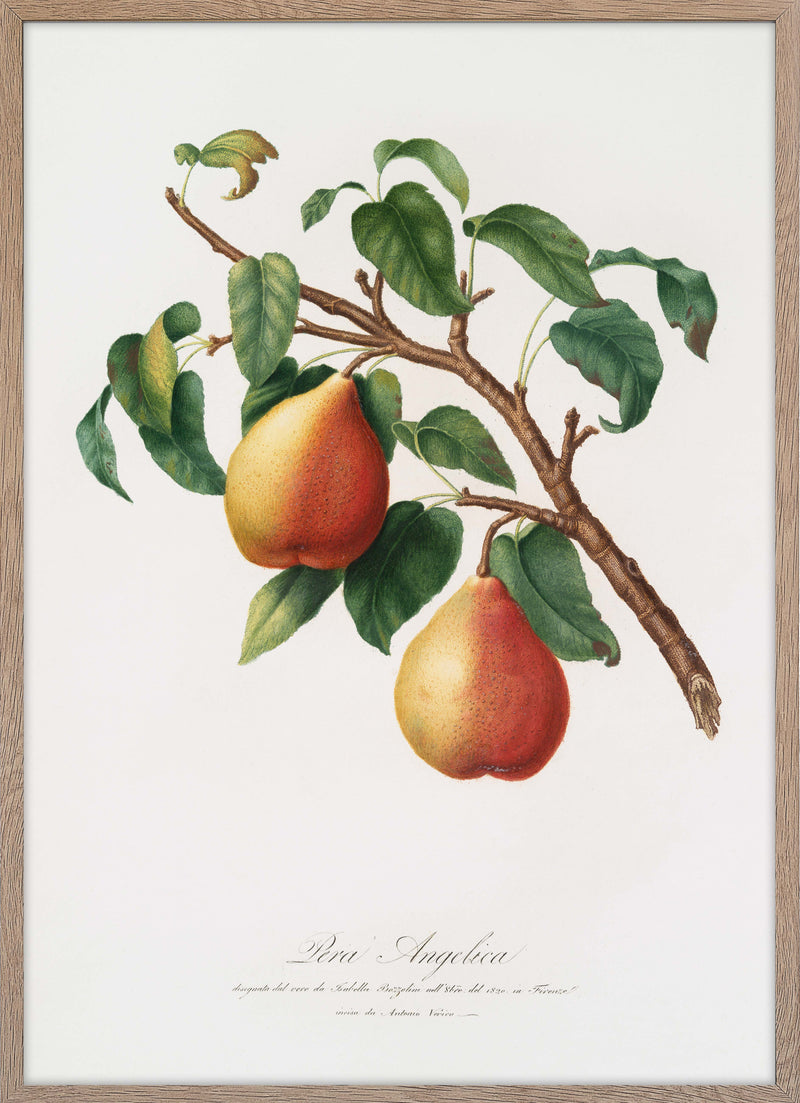 Wild European Pear (Pyrus)