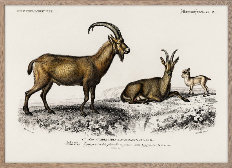 Wild goat (Capra Agagrus)
