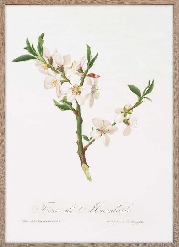 Almond tree flower (Prunus dulcis)