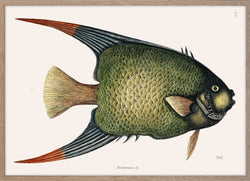 Angel Fish (An Acarauna)