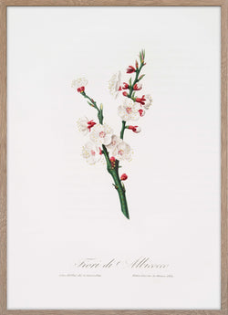 Apricot flower (Prunus armeniaca)