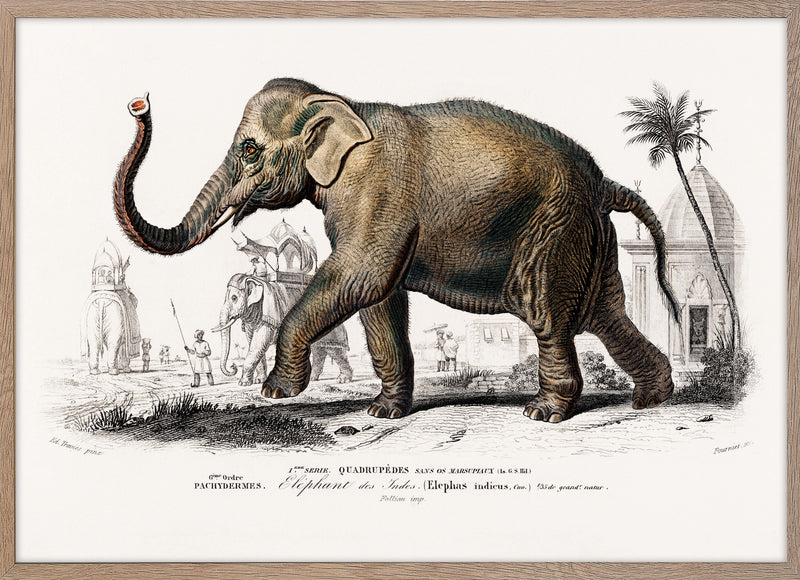 Asiatic elephant (Elephas maximus)