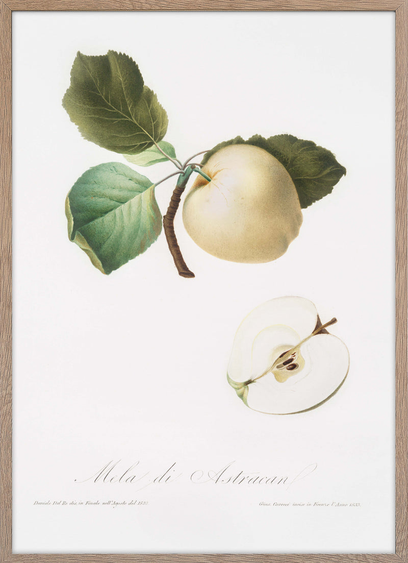 Astracan Apple (Malus astracanensis)