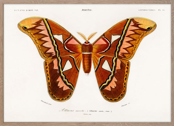 Attacus Atlas Moth (Attacus Aurora)