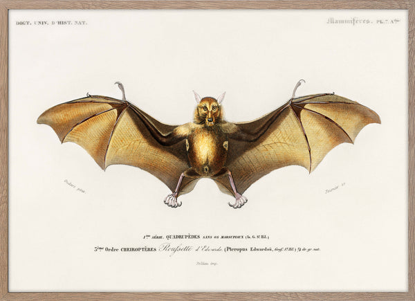 Bat (Roufsette)