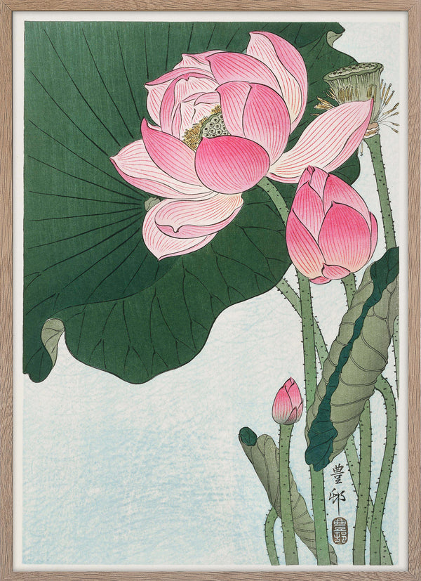 Blooming lotus flowers