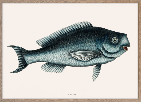 Blue Fish (Novacula Caerulea)