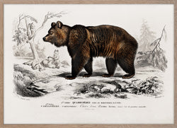 Brown Bear (Ursus Arctos)