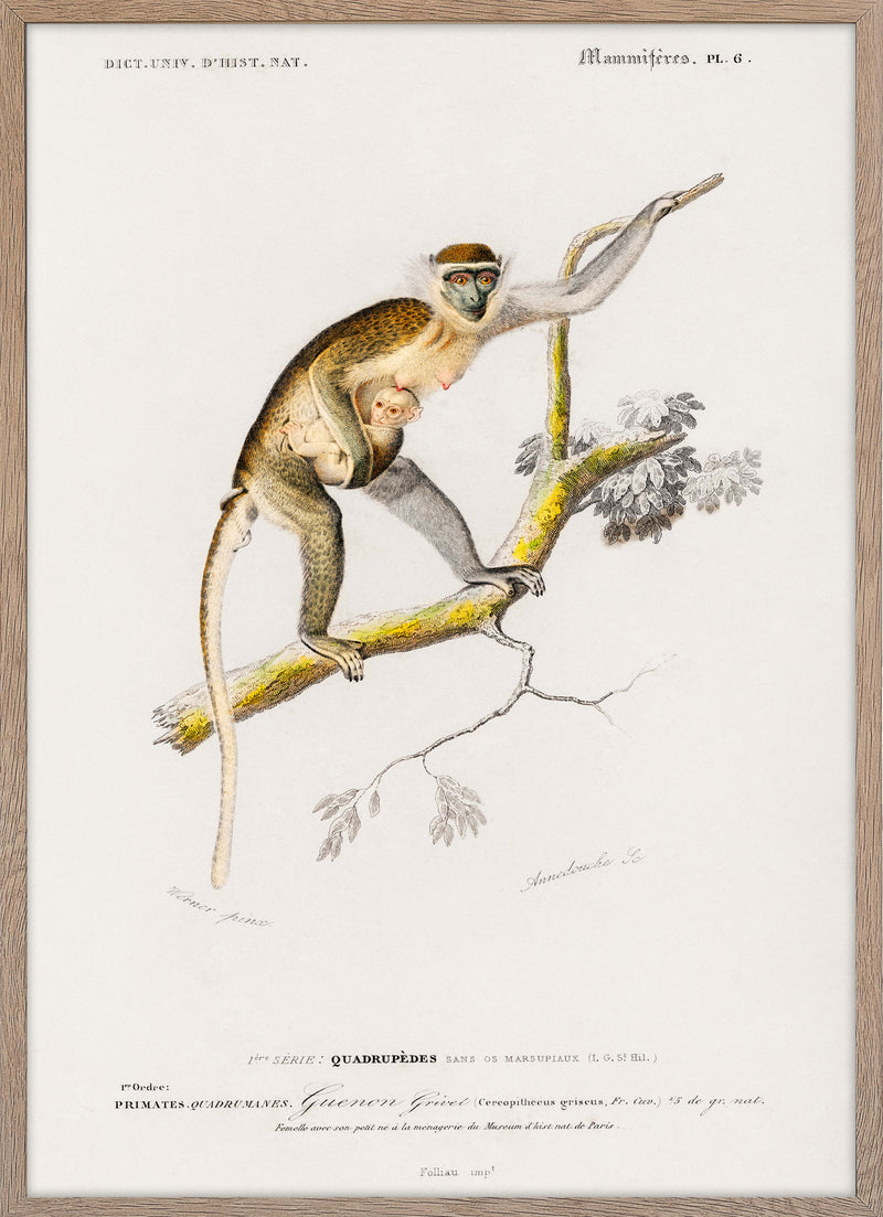 Cercopithecus griseus