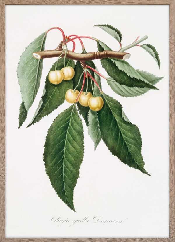 Cherry (Cerasus Duracina)