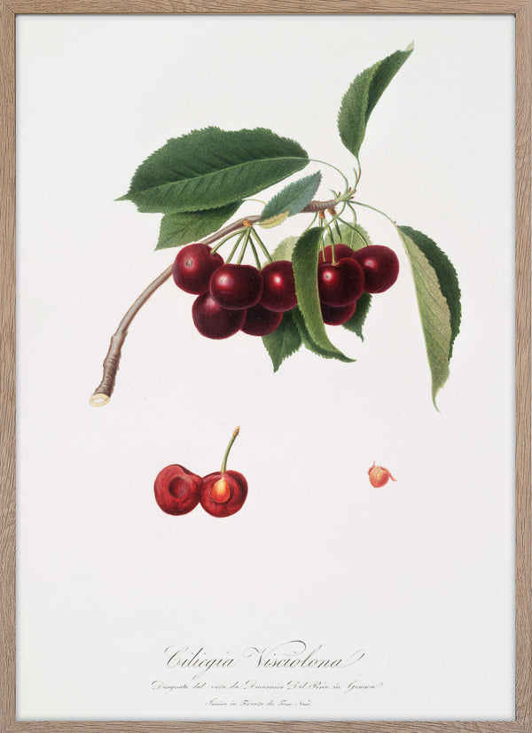 Cherry (Cerasus visciola)