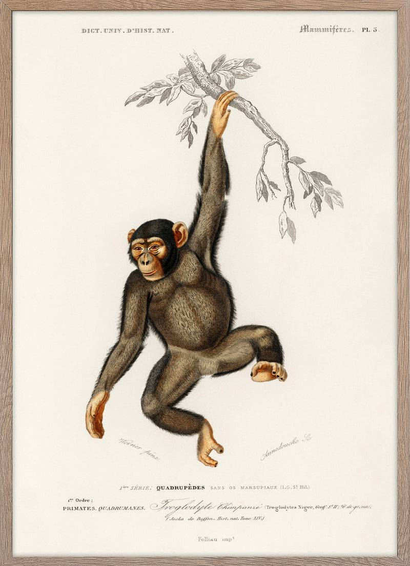 Chimpanzee (Troglodyte Chimpanzee)