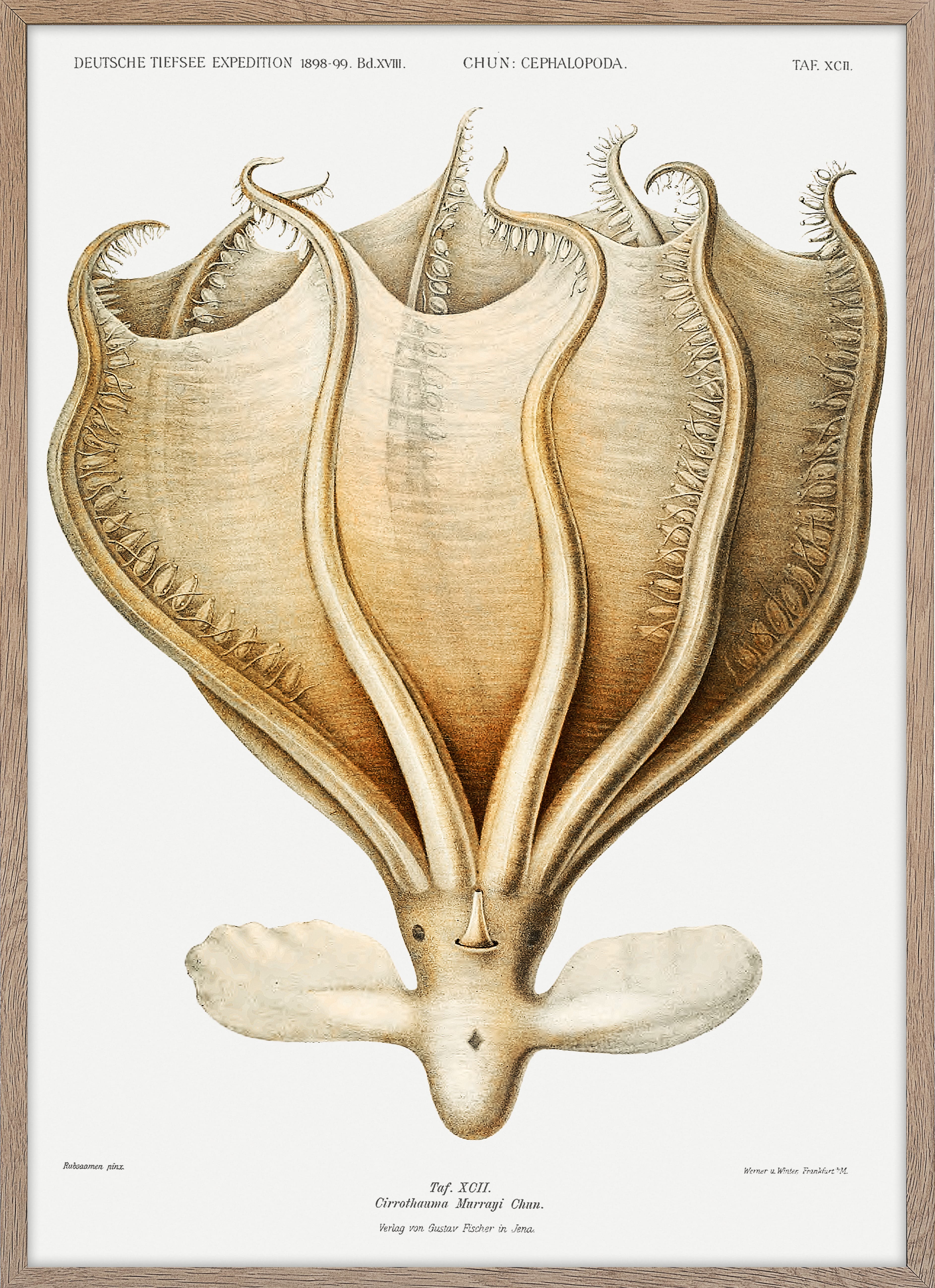 Octopud Cirrothauma Murrayi