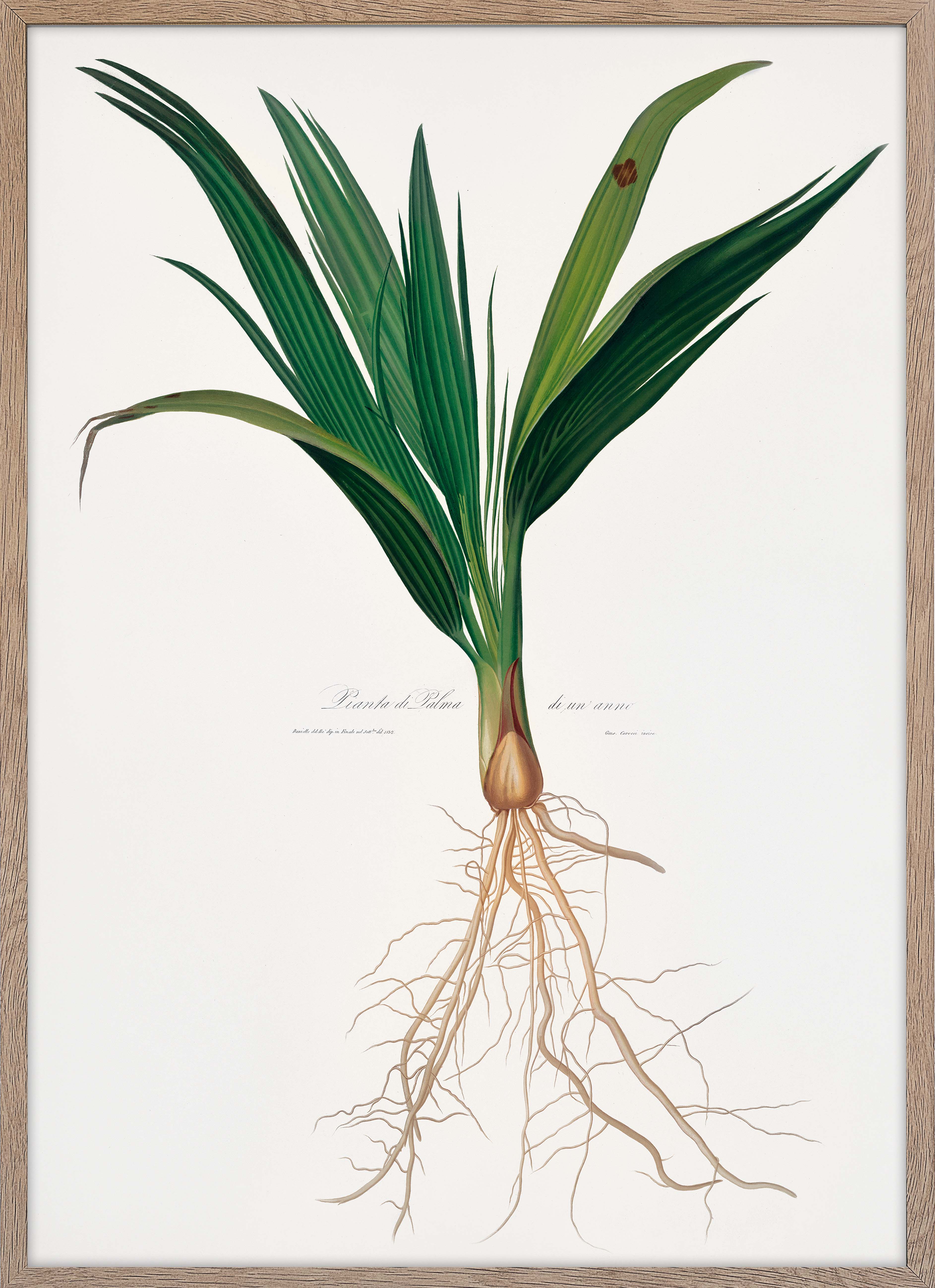 Date Palm Tree (Phoenix)