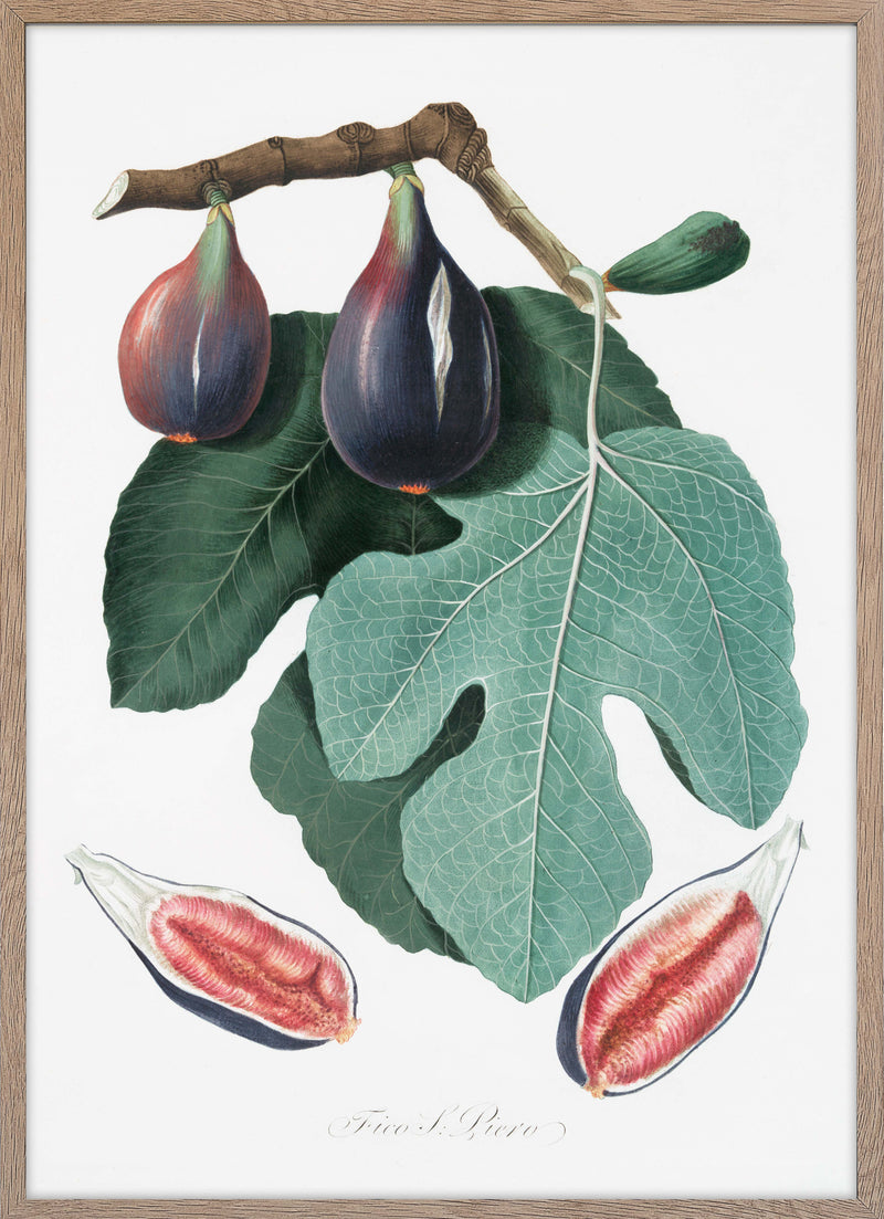 Fig (Figus Carica)