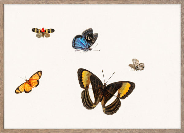 Five Butterflies