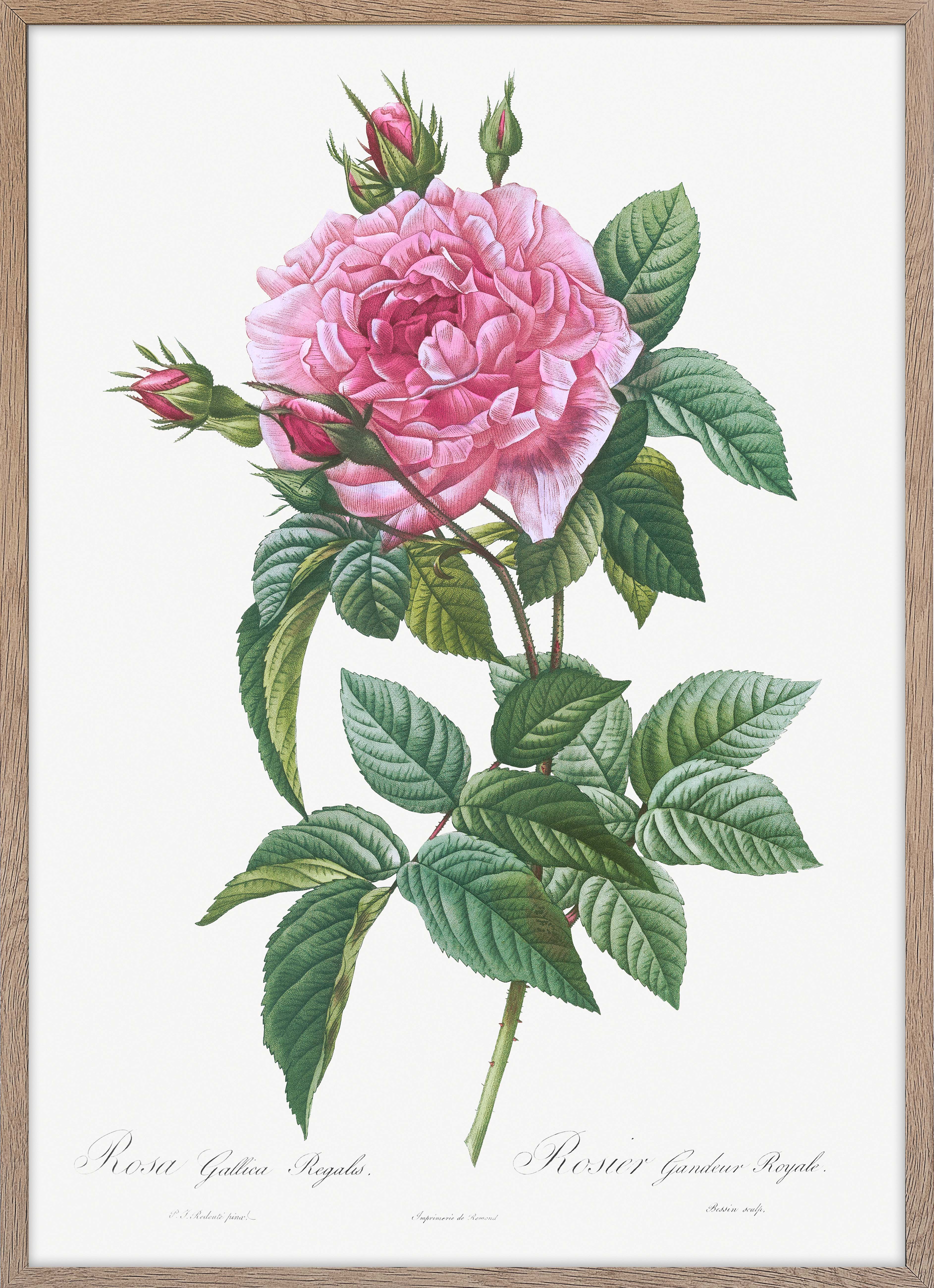 Gallic Rose