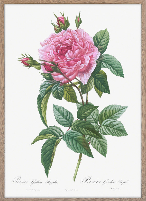 Gallic Rose