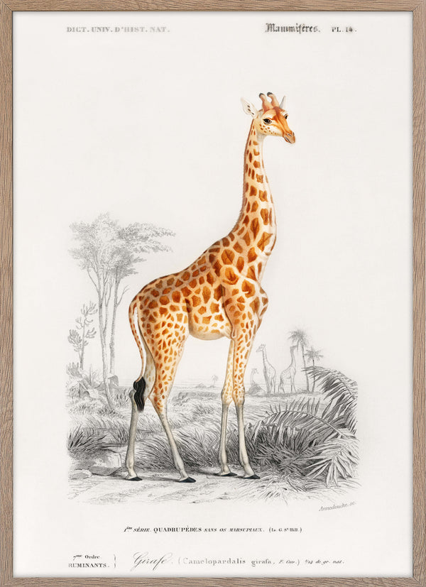 Giraffe (Giraffa camelopardalis)