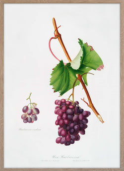 Grape Barbarossa (Vitis vinifera)