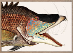 Great Hog-Fish (Suillis)
