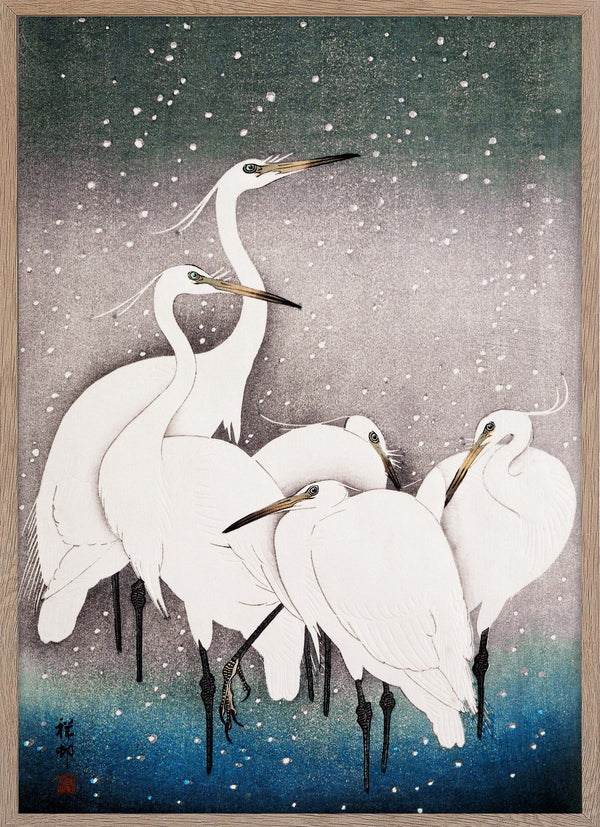 Group of Egrets