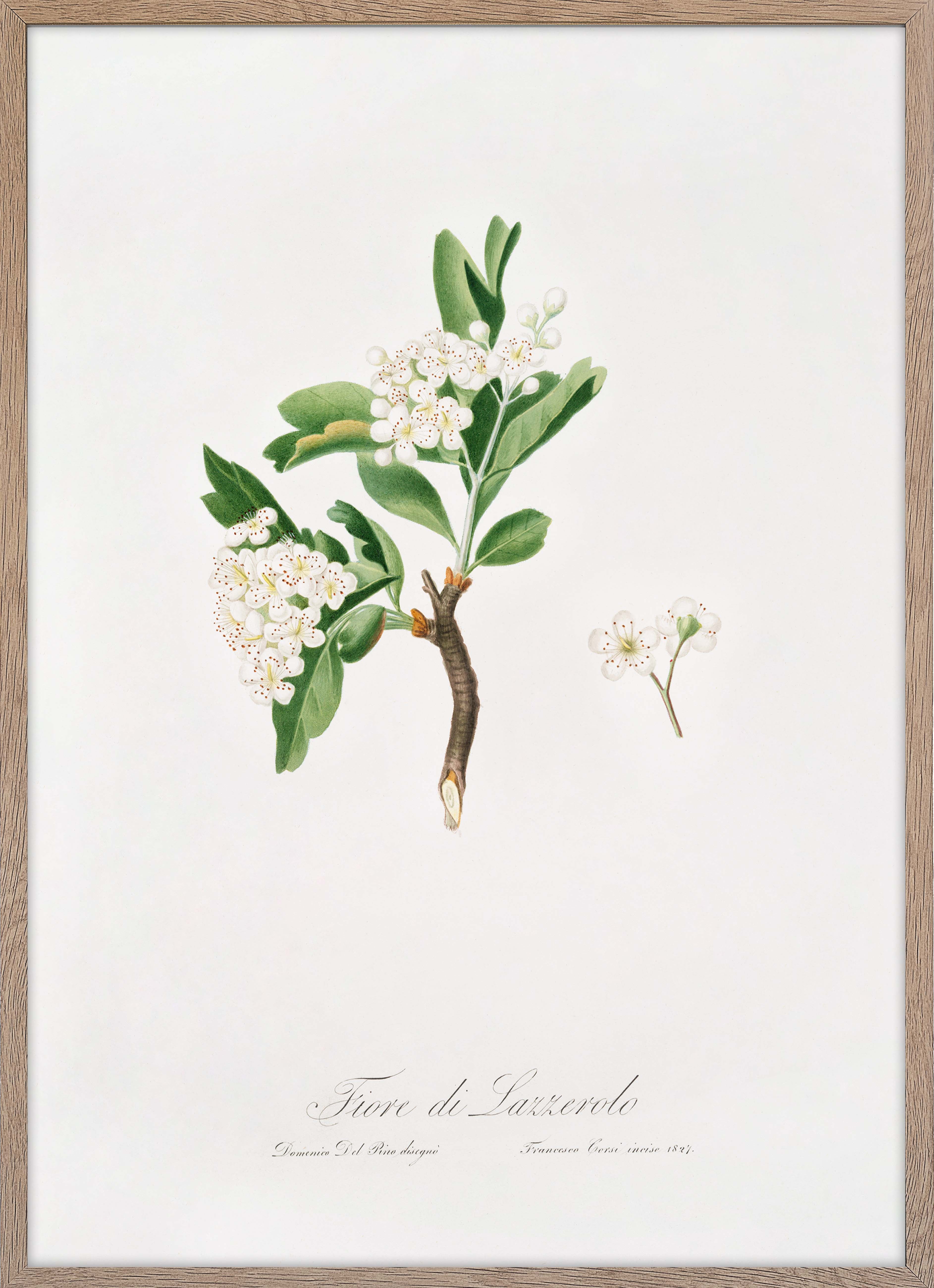 Hawthorn flower (Crataegus poliossea sterilis)