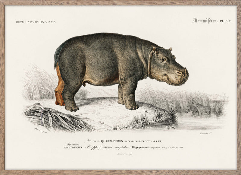 Hippopotamus (Hippopotame Amphibie)