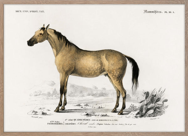 Horse (Equus ferus caballus)