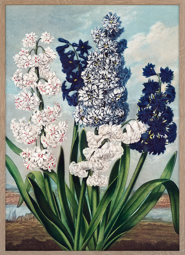 Hyacinths