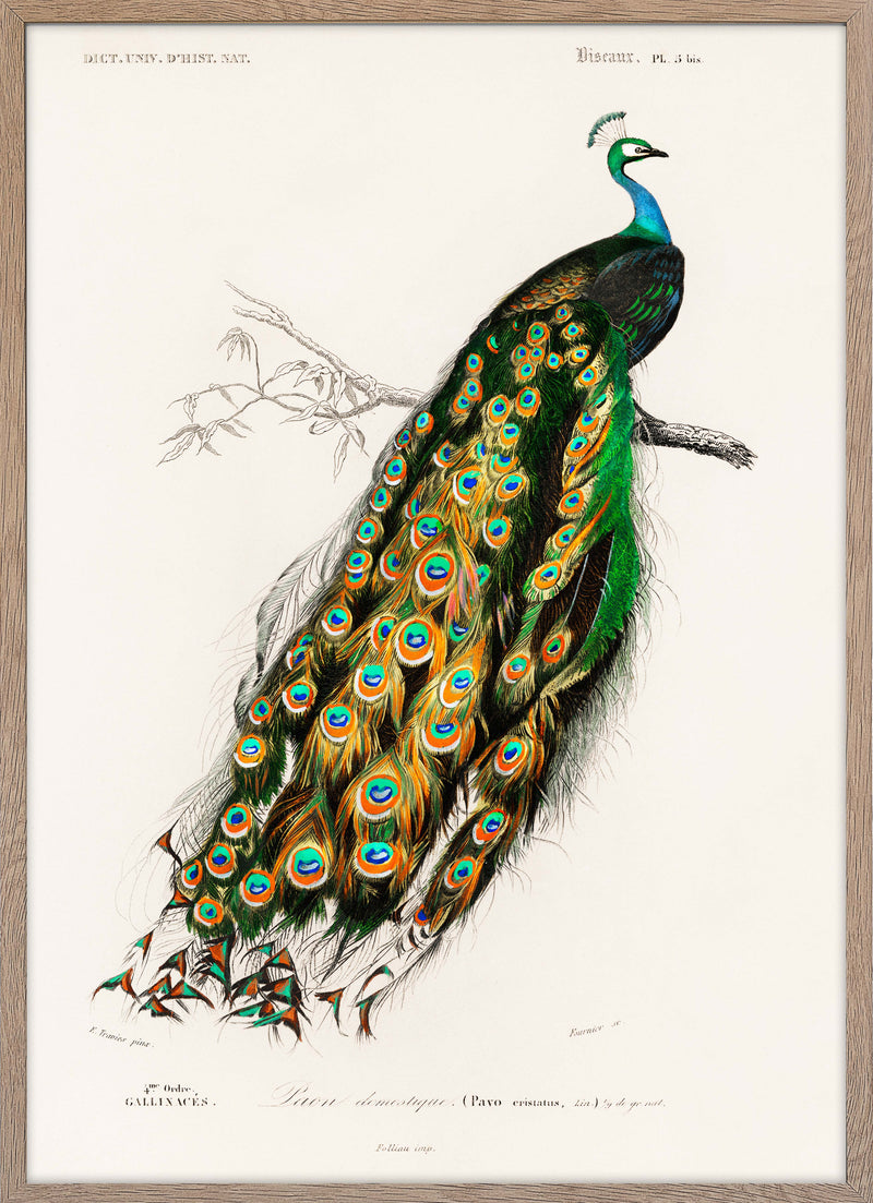 Indian peafowl (Pavo Cristatus)