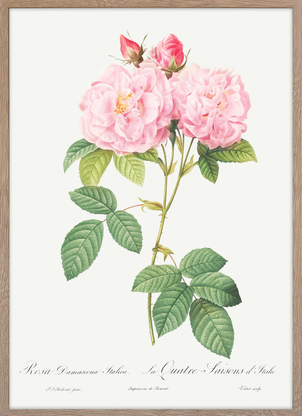Italian Damask Rose