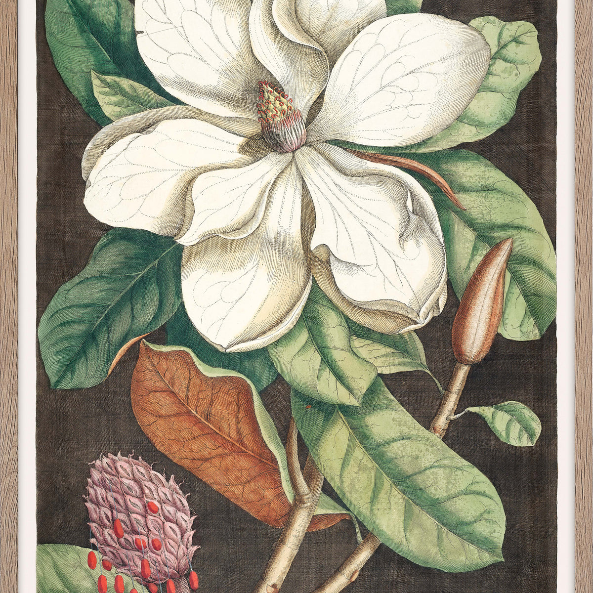 magnolia altissima Laurel Tree (Magnolia altissima)