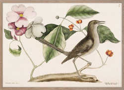 Mock Bird (Turdus minor)