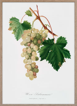 Muscat grape (Vitis vinifera)