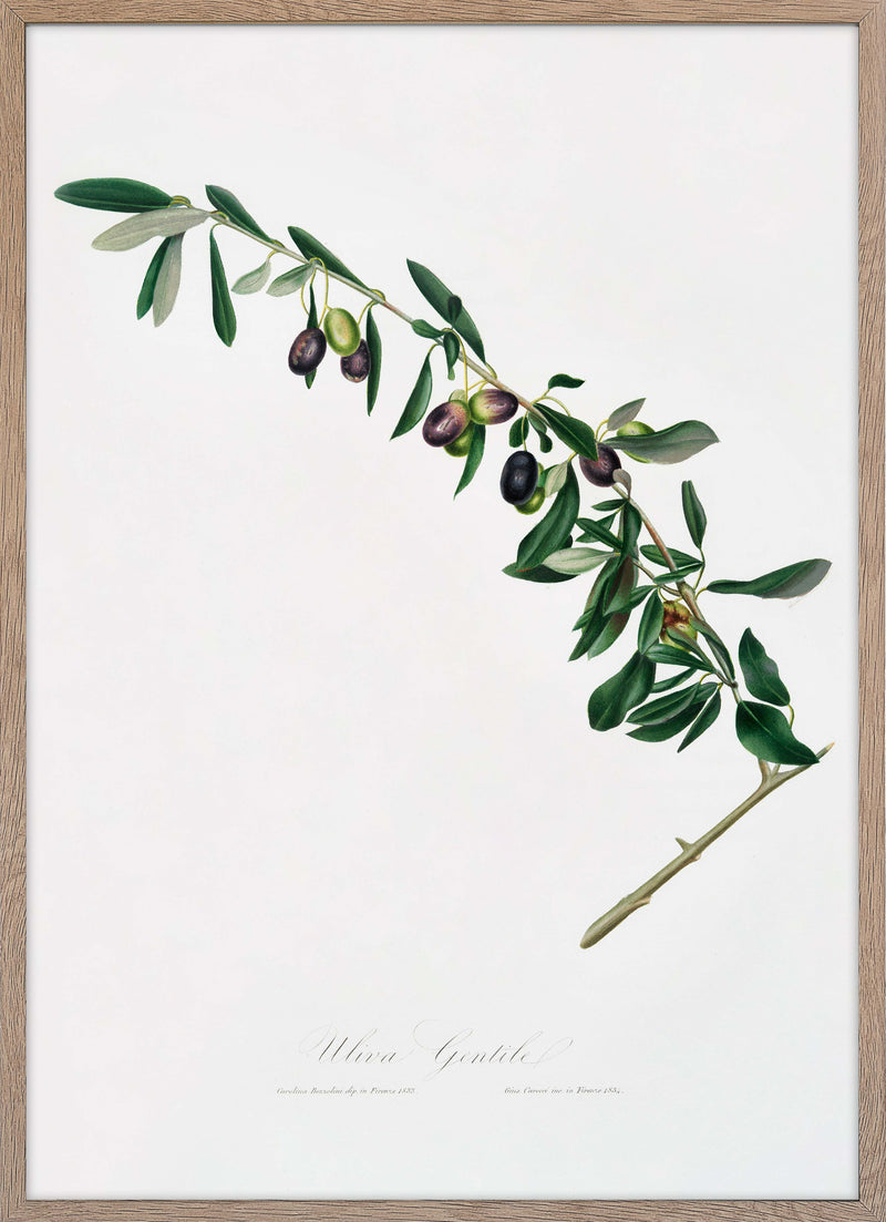 Olives (Olea sativa Italica)
