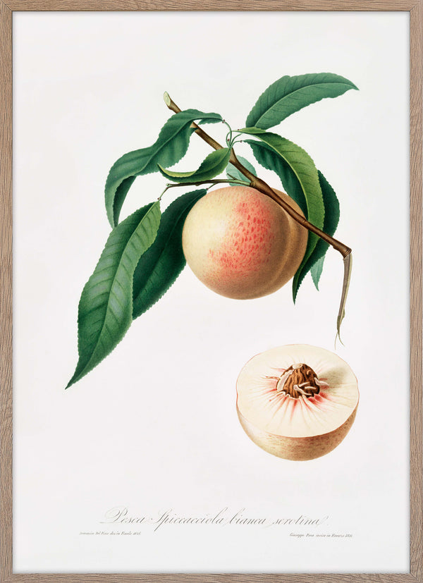 Peach (Persica julodermis)