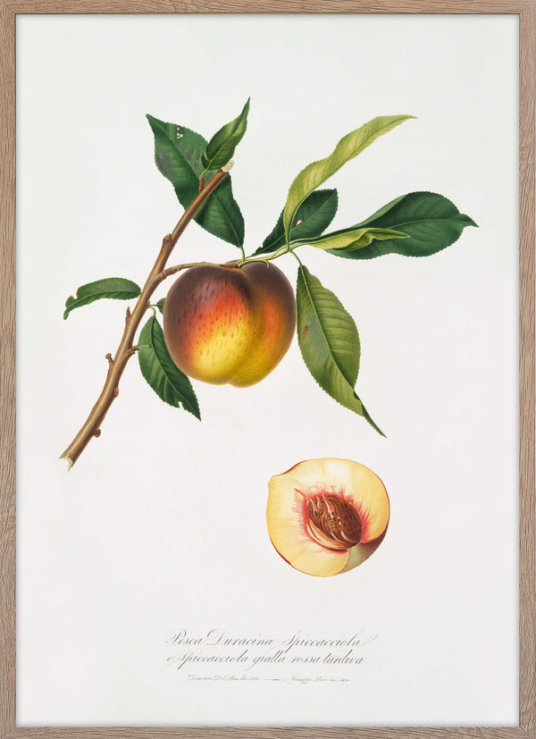 Peach (Prunus persica)