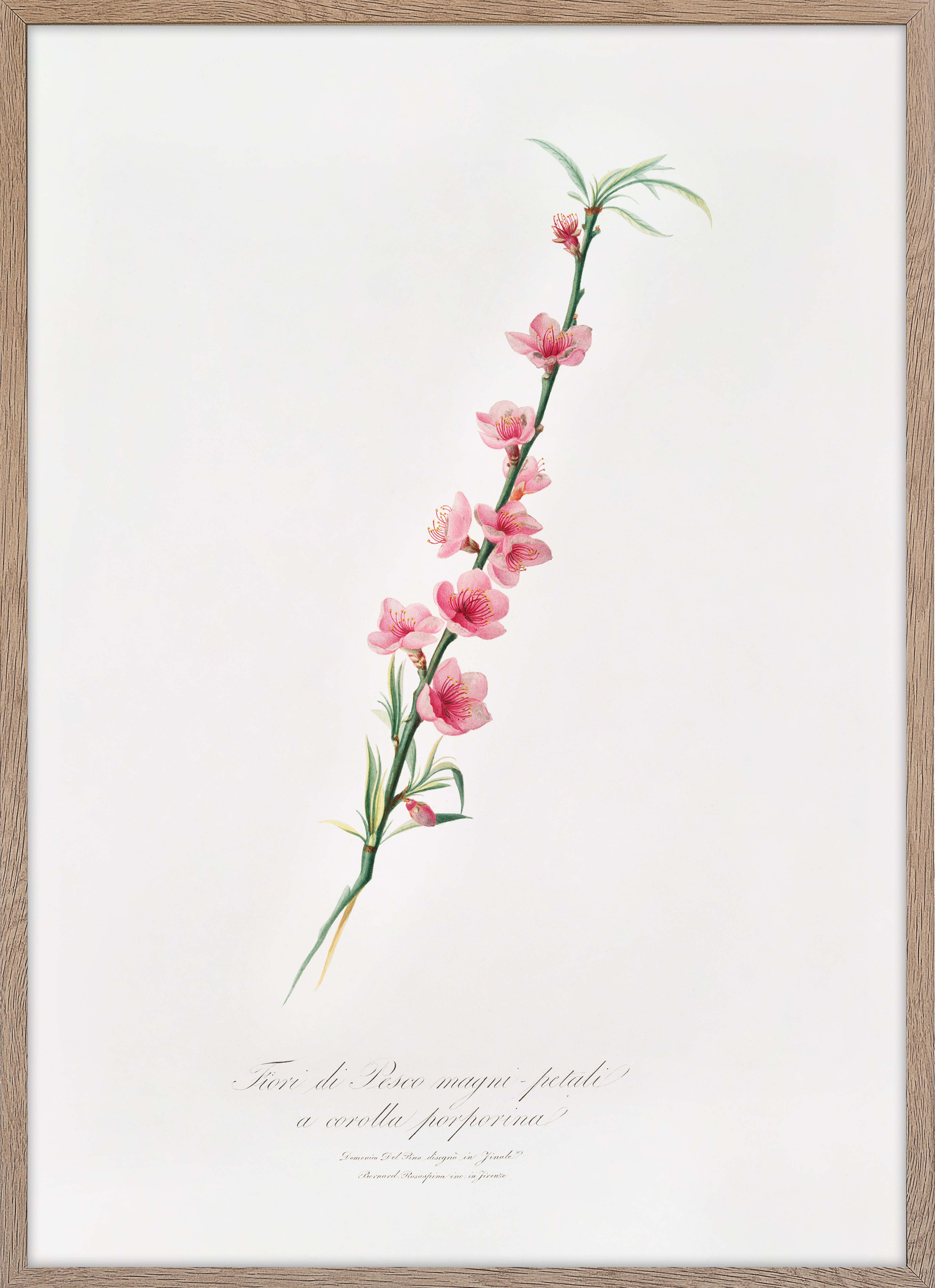 Peach blossoms (Prunus persica)