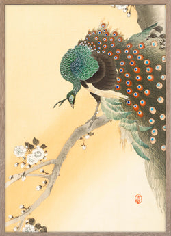 Peacock on a cherry blossom tree