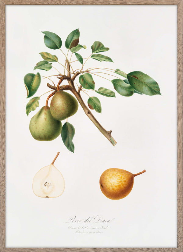 Pear (Pyrus Dugalis)