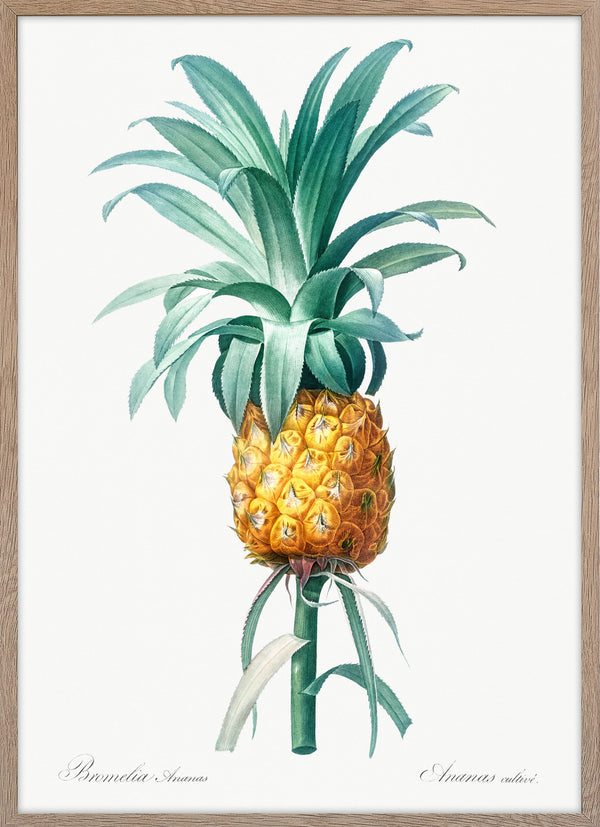 Vintage Pineapple