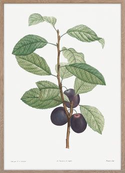 Prune Fruit