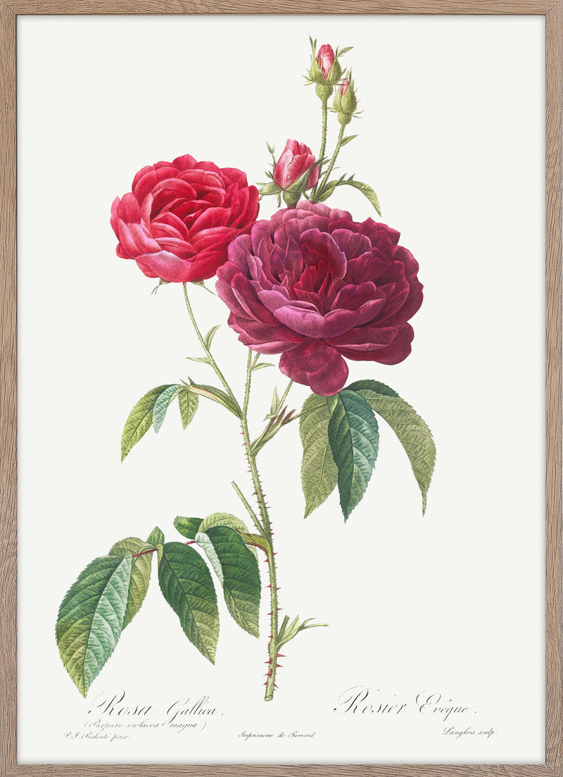 Purple French Rose