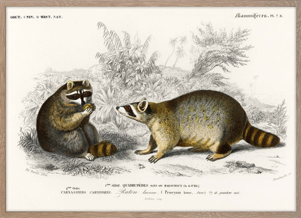 Raccoon (Procyon lotor)