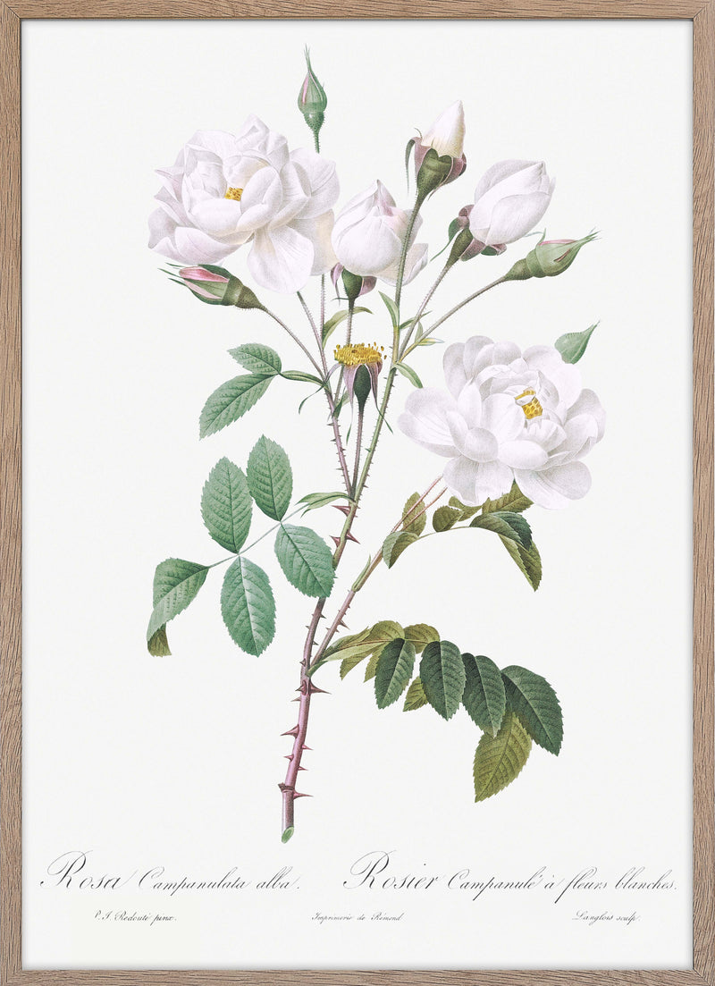Rosa campanulata alba