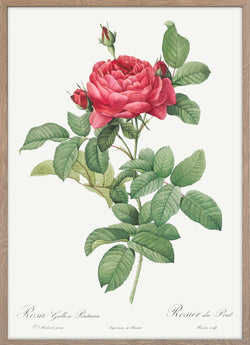 Rosa gallica pontiana